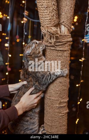 Carino piccolo gattino tabby che si appoggia contentatamente contro un graffiante nuovo palo della corda guardando la fotocamera con un'espressione curiosa Foto Stock