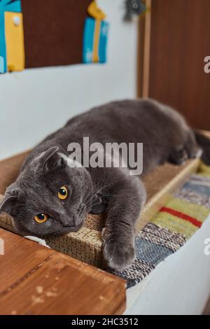 Carino piccolo gattino tabby che si appoggia contentatamente contro un graffiante nuovo palo della corda guardando la fotocamera con un'espressione curiosa Foto Stock