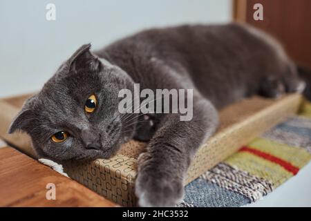 Carino piccolo gattino tabby che si appoggia contentatamente contro un graffiante nuovo palo della corda guardando la fotocamera con un'espressione curiosa Foto Stock