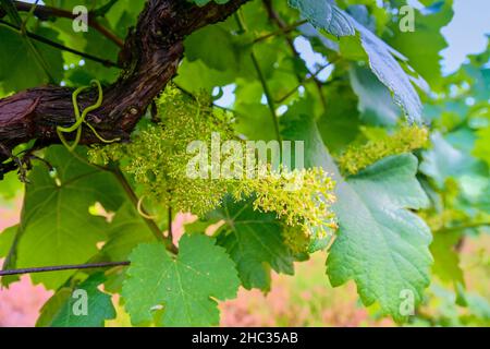 Giovane vite nella vigna. Primo piano della vite. Vigneto in primavera. Sole Flare. Vigneto paesaggio. Filari di vigneti nella Moravia meridionale, Repubblica Ceca Foto Stock