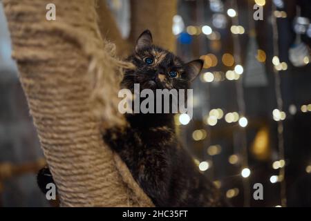 Carino piccolo gattino tabby che si appoggia contentatamente contro un graffiante nuovo palo della corda guardando la fotocamera con un'espressione curiosa Foto Stock