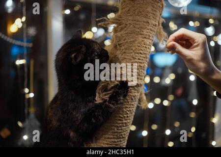 Carino piccolo gattino tabby che si appoggia contentatamente contro un graffiante nuovo palo della corda guardando la fotocamera con un'espressione curiosa Foto Stock