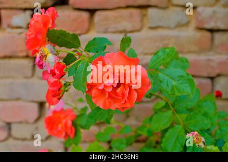 Rose rosse su sfondo di mattoni rossi. Scenario romantico. Foto Stock