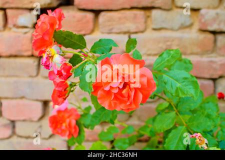 Rose rosse su sfondo di mattoni rossi. Scenario romantico. Foto Stock