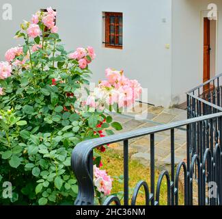 Ringhiera di ferro e cespuglio di rose. Rose rosa e balaustre di martelli. Ringhiera forgiata. Foto Stock