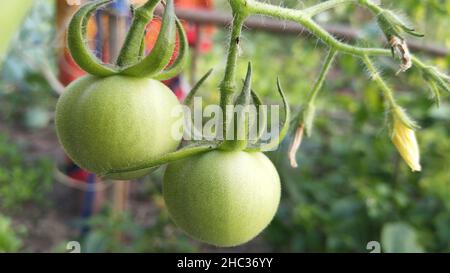Pomodori ciliegini freschi maturi. Pomodori verdi sullo sfondo. Foto Stock