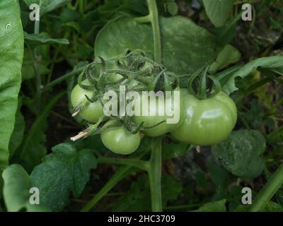 Pomodori ciliegini freschi maturi. Pomodori verdi sullo sfondo. Foto Stock