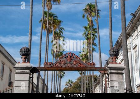 Paesaggio di palme allineato al cancello d'ingresso a Lisbona Foto Stock