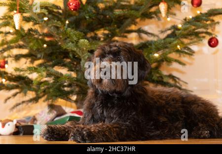 Un giovane cane nero labradoodle è orgogliosamente seduto davanti ad un albero di natale decorato Foto Stock