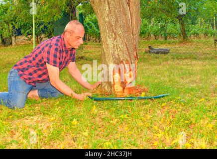 Maschio agricoltore segare vecchio albero. Uomo di mezza età che taglia albero di frutta giù. Uomo maturo, giardiniere in estate Foto Stock