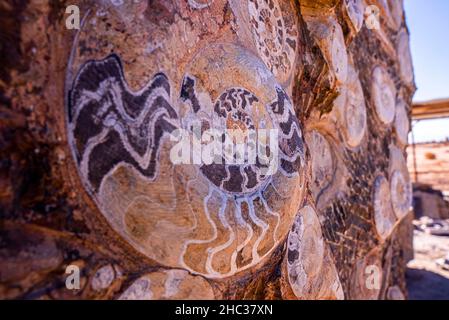 [ ammoniti nautilus fossile di campione annegato in pietra muro Foto Stock