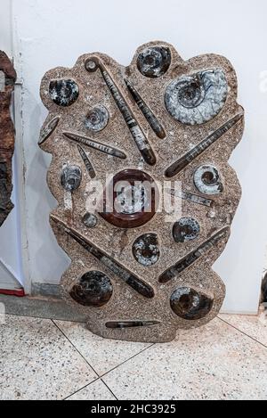 [ ammoniti nautilus fossile di campione incorporato in pietra struttura Foto Stock