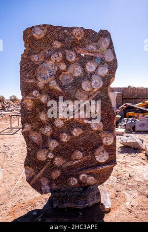 [ ammoniti nautilus fossile di campione annegato in pietra muro Foto Stock