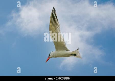 Un comune Tern si innalza nei cieli sopra il lago Michigan subito dopo l'alba al Frank Murphy Park vicino a Egg Harbor nella Door County Wisconsin. Foto Stock