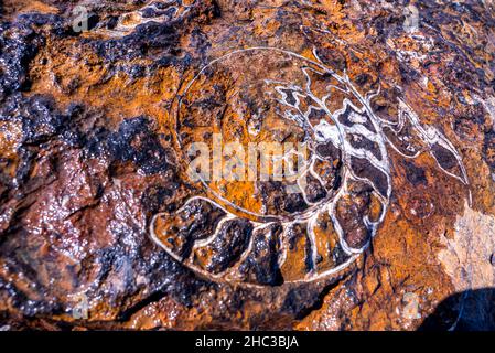 [ ammoniti nautilus fossile di campione incorporato in pietra struttura Foto Stock