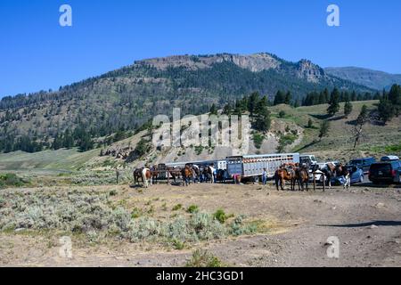 PARCO NAZIONALE DI YELLOWSTONE, Wyoming, USA – 17 LUGLIO 2021: Tour di equitazione con cavalli e turisti pronti per iniziare il giro nei pressi di Soda Butte Creek Foto Stock