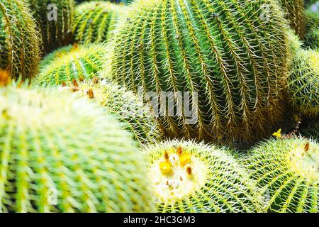 Round Cacti in Huntington Gardens Arboretum, Los Angeles, California Foto Stock