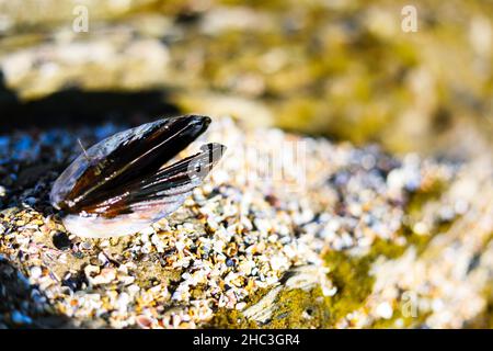 Mussel su Rock e Coral Foto Stock