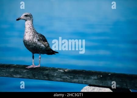 Seagull appollaiato sulla ferrovia sul molo Foto Stock