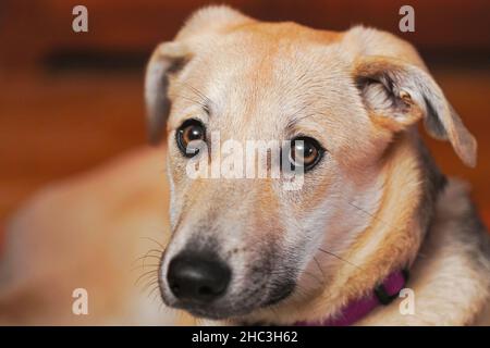 Emy - Mischlingshündin Galgo-Husky Mix aus Rumänien Foto Stock