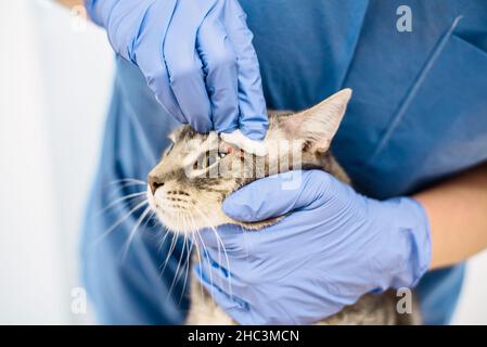 Un medico veterinario sta pulendo la pelle di un gatto grigio Foto Stock