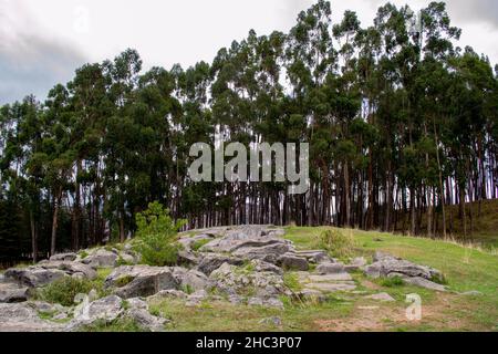Foresta di eucalipto nel complesso archeologico di Qenqo. Foto Stock
