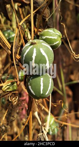 Diplociclos palmatus. Bryony nativo o cetriolo a strisce (Diplociclos palmatus) Foto Stock