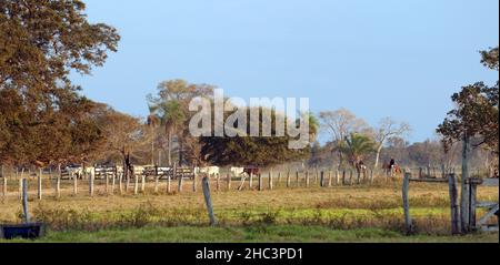 Allevamento di bestiame nel Pantanal Foto Stock