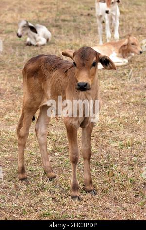 Vitello Zebu molto giovane Foto Stock