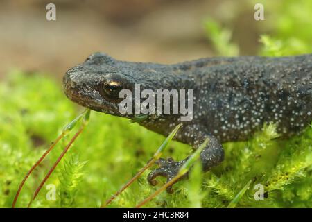 Primo piano dettagliato della testa di un nut balcanico terrestre, Triturus ivanbureschi Foto Stock