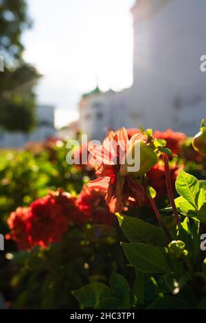 I fiori crescono in città nel letto di fiori, il fiore è rosso e grande. Foto macro, germoglio. Vista frontale. Foto Stock