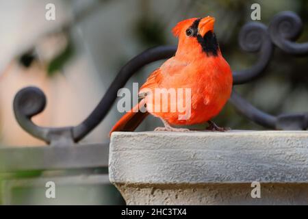 Primo piano di un cardinale settentrionale su sfondo sfocato Foto Stock