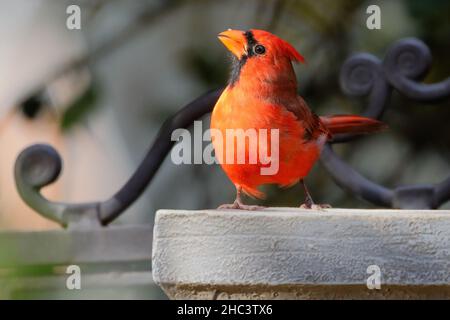 Primo piano di un cardinale settentrionale su sfondo sfocato Foto Stock