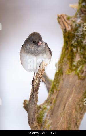 Junco con occhi scuri, junco iemalis Foto Stock