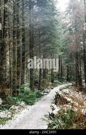 Sentiero innevato attraverso la foresta Foto Stock