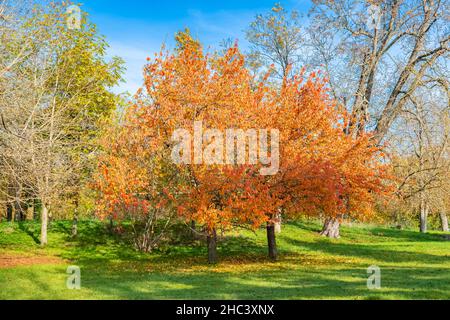 Un bell'albero in autunno, un tappeto di foglie gialle cadute nel Bois di Vincennes Foto Stock