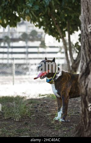 Colpo verticale di un americano Staffordshire Terrier in un parco Foto Stock