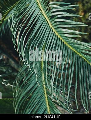 Primo piano verticale di foglie di palma Foto Stock