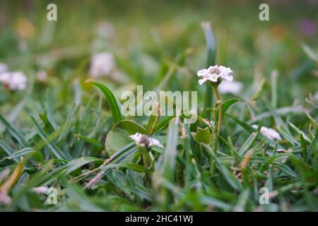 Primo piano di piccoli fiori Foto Stock