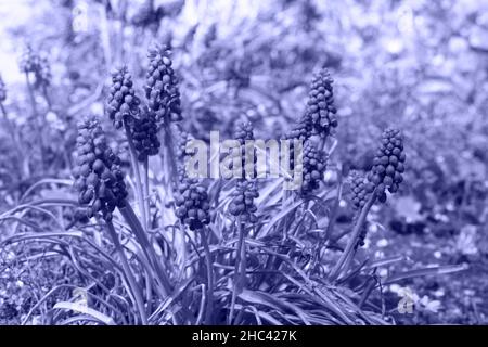 La natura lascia la vista dall'alto colore di tendenza dell'anno 2022 molto peri, sfondo naturale. Piante colorate di colore viola alla moda. Trama lilla astratta. Foto Stock