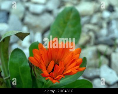 Il fiore crebbe sulle rocce sulla strada, in autunno Foto Stock