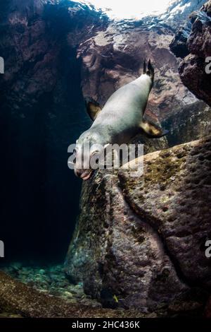 Leone marino della California (Zalophus californianus) a Los Islotes, la Paz, Baja California sur, Messico Foto Stock