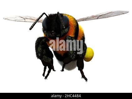 3D riproduzione di un insetto di bumblebee isolato su sfondo bianco Foto Stock