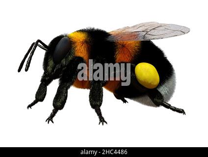 3D riproduzione di un insetto di bumblebee isolato su sfondo bianco Foto Stock