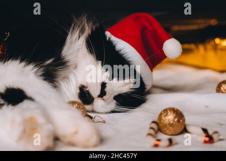 Nero bianco carino divertente gattino indossare rosso santa cappello dormire su accogliente plaid a casa. Natale nuovo anno sfondo festivo. Spazio di copia. garla caldo sfocato Foto Stock