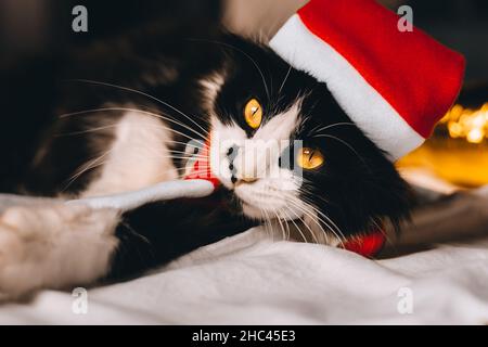 Gatto carino nero in cappello rosso guardando la macchina fotografica accogliente a casa. Natale nuovo anno sfondo festivo. Spazio di copia. Caldo fulmine ghirlanda sfocata. pe animale Foto Stock