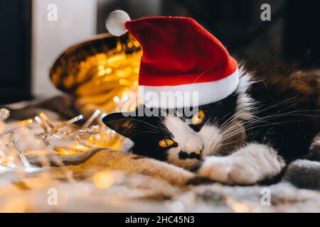 Gatto carino nero in cappello rosso guardando la macchina fotografica accogliente a casa. Natale nuovo anno sfondo festivo. Spazio di copia. Caldo blurred ghirlanda bokeh fulmine. ANI Foto Stock