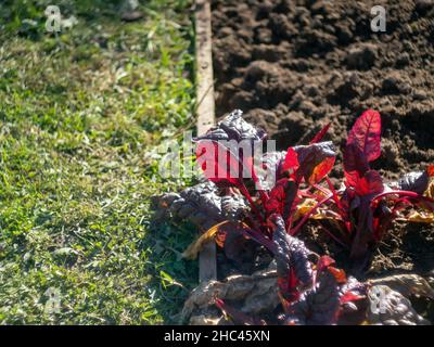 insalata di chard sul letto, in autunno Foto Stock