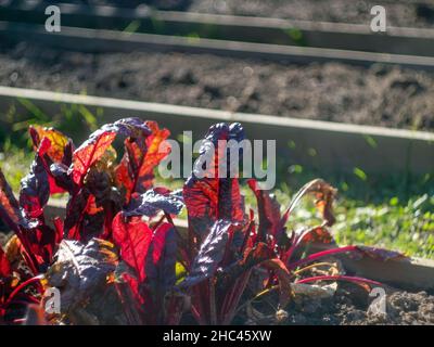 insalata di chard sul letto, in autunno Foto Stock