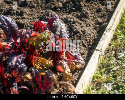 insalata di chard sul letto, in autunno Foto Stock